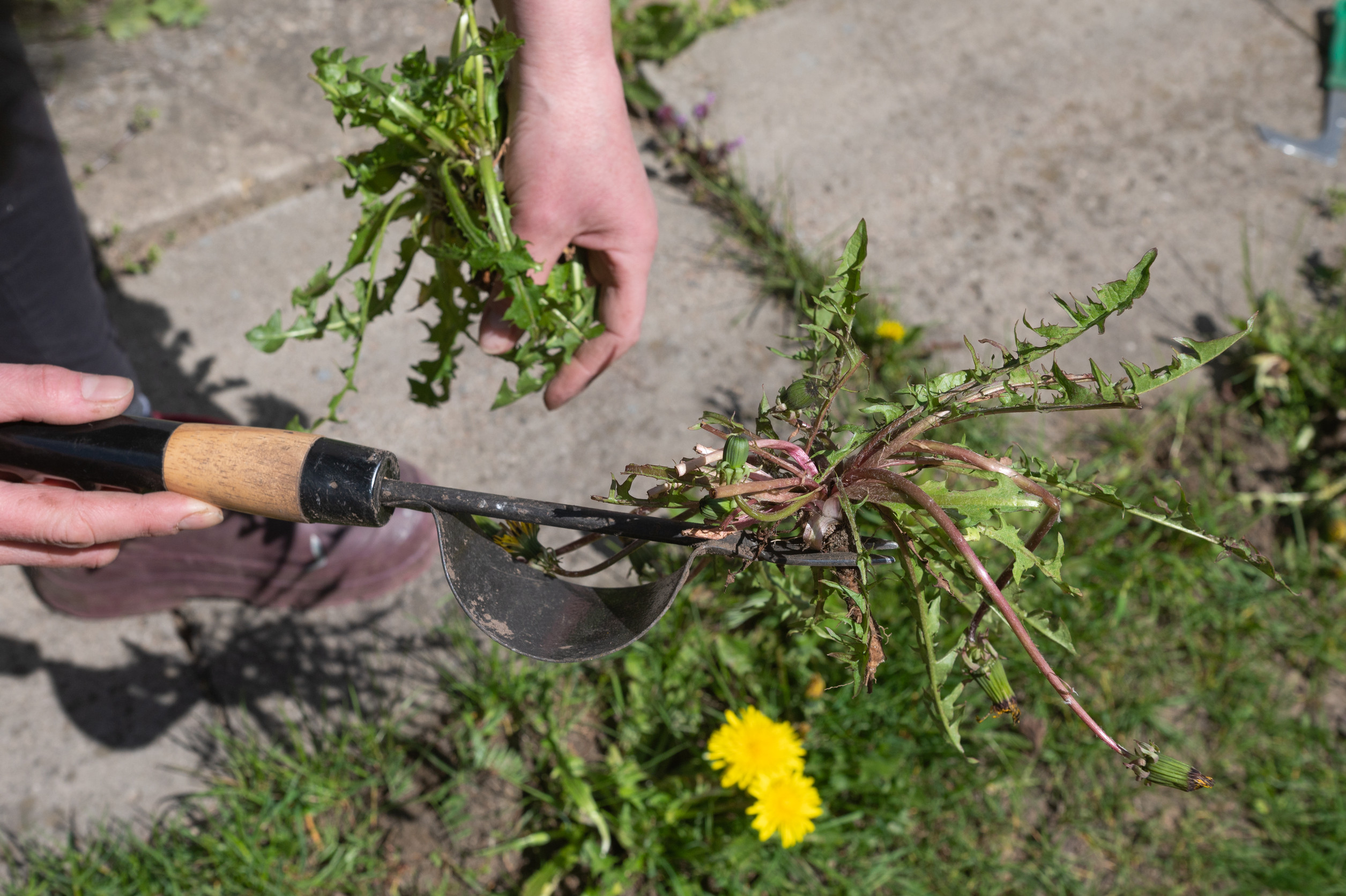 A tool for removing weeds in the garden and in the vegetable garden. Weeding of plantings